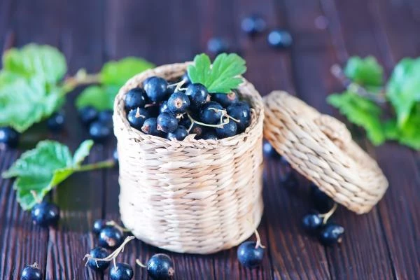 Currant and Gooseberry Market in the EU - Key Insights